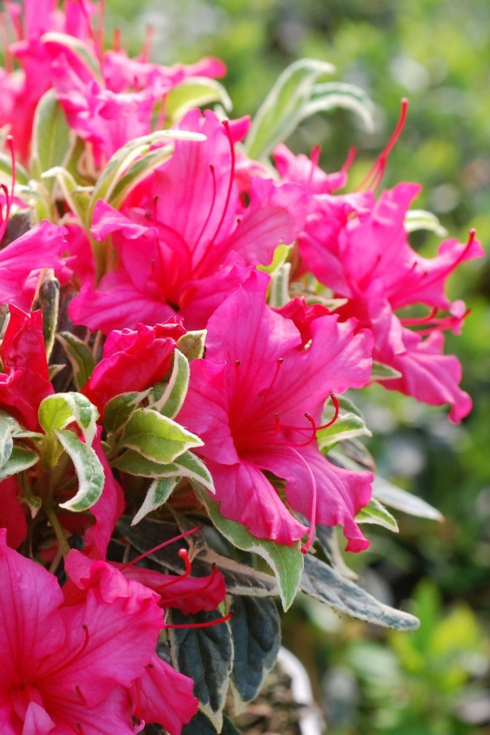 Azalée Du Japon 'silver Sword' - 3l 1 Azalée Du Japon 'silver Sword' - 3l