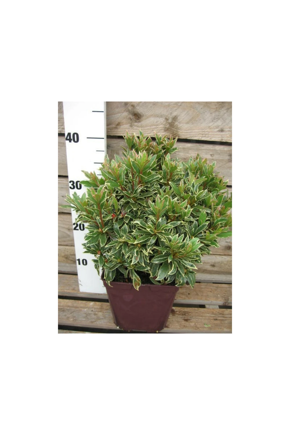 Azalée Du Japon 'silver Sword' - 3l 2 Azalée Du Japon 'silver Sword' - 3l – Image 2