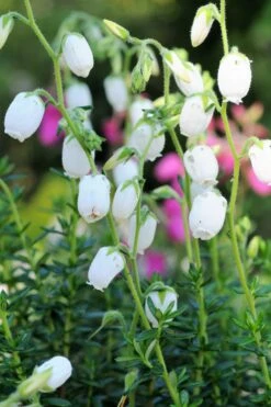 Bruyère D'irlande 'alberta White' - 3l