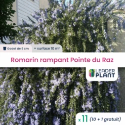 11 X Romarin Rampant Pointe Du Raz En Godet