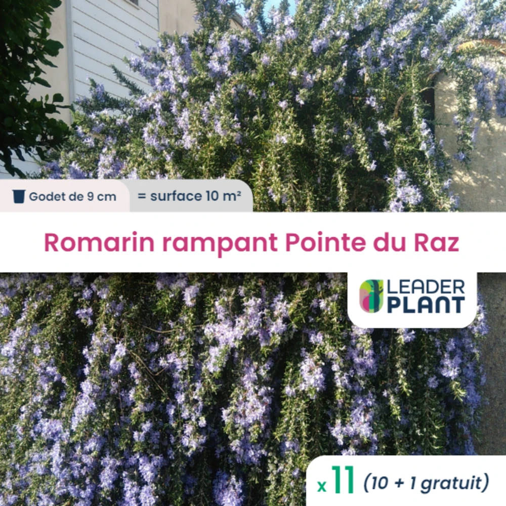 11 X Romarin Rampant Pointe Du Raz En Godet 1 11 X Romarin Rampant Pointe Du Raz En Godet