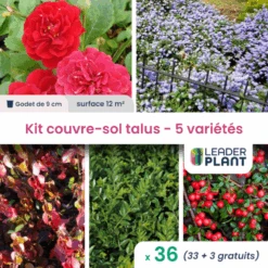 Kit Couvre Sols Talus - 5 Variétés - Lot De 38 Plants En Godet