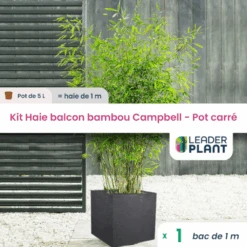 Kit Bambou Campbell En Pot De 5 L Avec Bac Pour Balcon