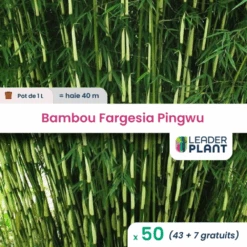 50 X Bambou Fargesia Pingwu En Pot De 1 L