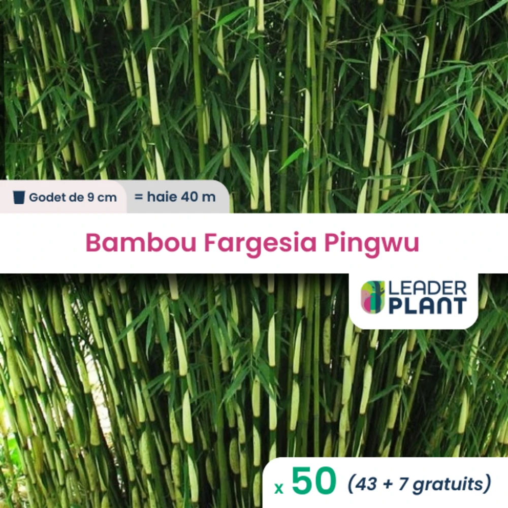 50 X Bambou Fargesia Pingwu En Godet 1 50 X Bambou Fargesia Pingwu En Godet