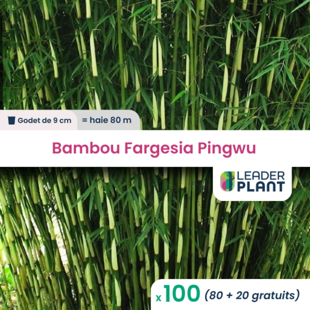 100 X Bambou Fargesia Pingwu En Godet 1 100 X Bambou Fargesia Pingwu En Godet