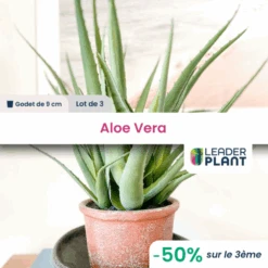 3 X Aloe Vera En Godet