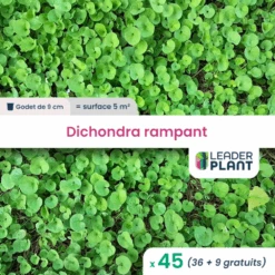 45 X Dichondra Rampant En Godet