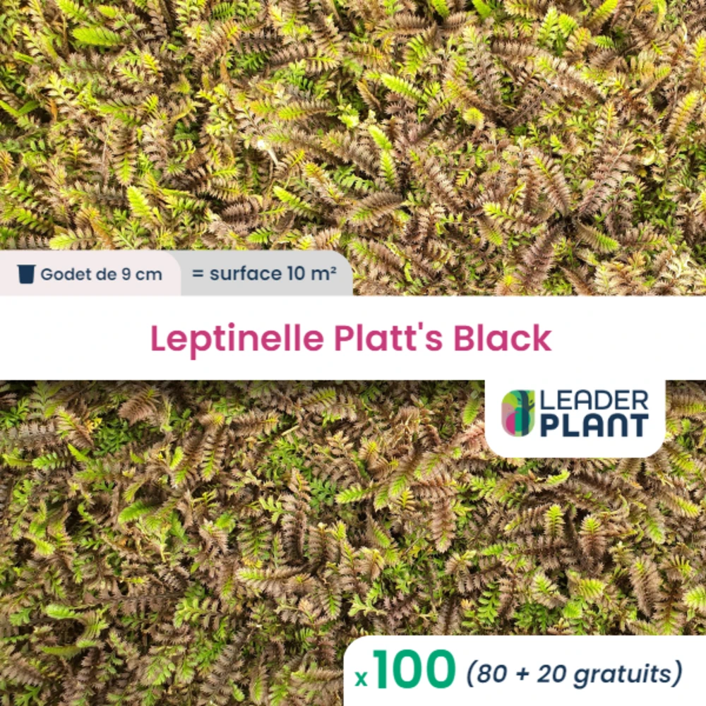 100 X Leptinelle Platt's Black En Godet 1 100 X Leptinelle Platt's Black En Godet