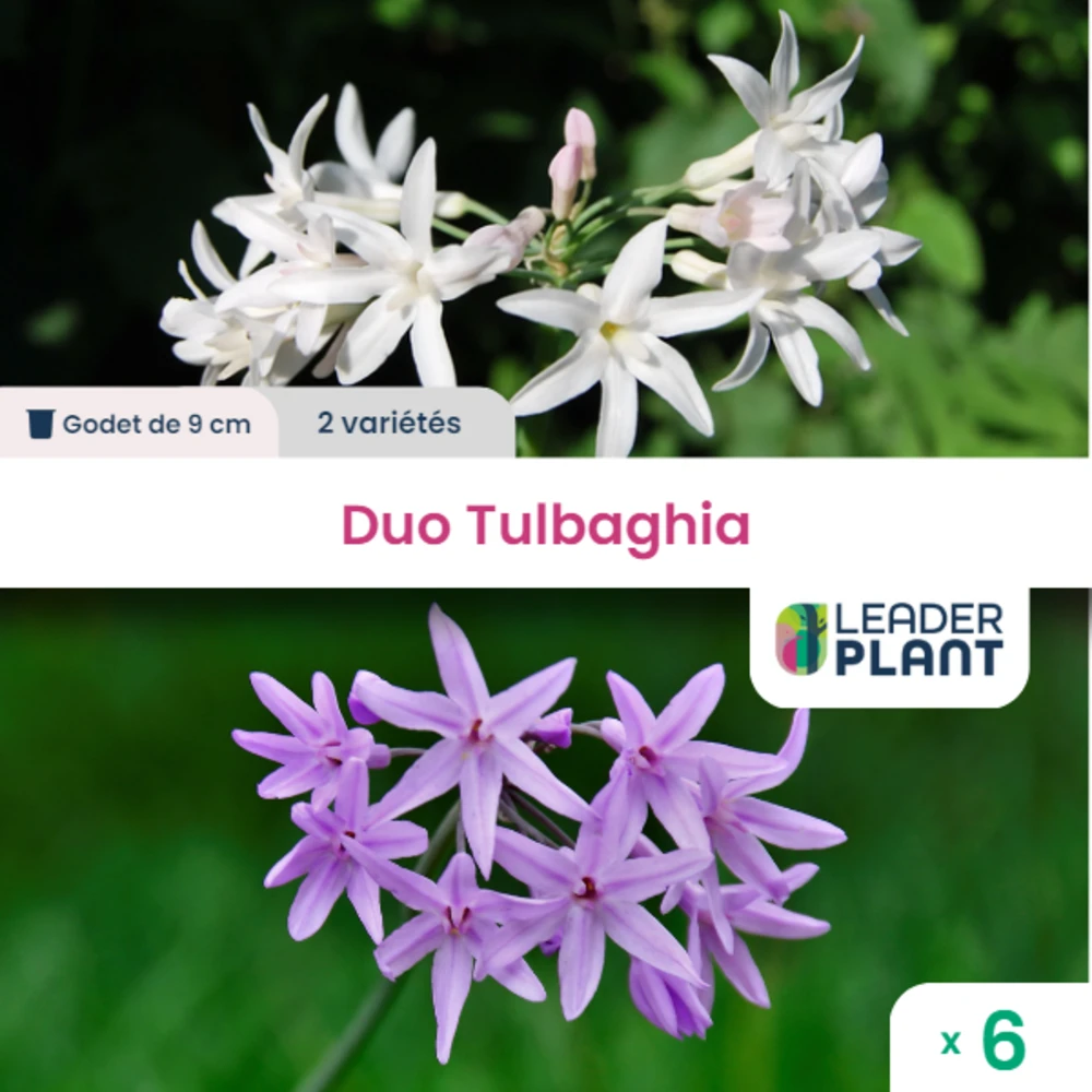 Duotulbaghia - Lot De 6 Plants En Godet 1 Duotulbaghia - Lot De 6 Plants En Godet