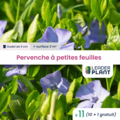 11 X Pervenche à Petite Feuille En Godet