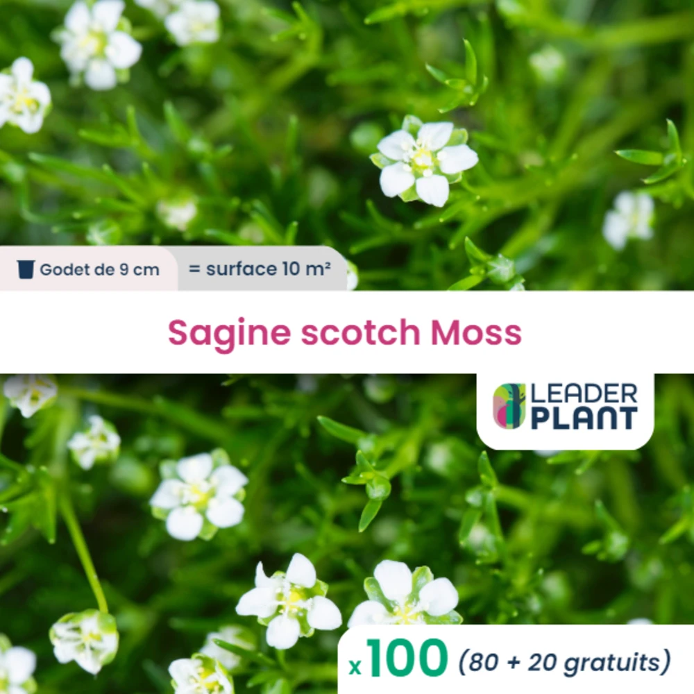 100 X Sagine Strong Moss En Godet 1 100 X Sagine Strong Moss En Godet