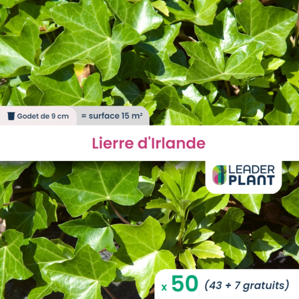 50 X Lierre D'irlande En Godet 1 50 X Lierre D'irlande En Godet