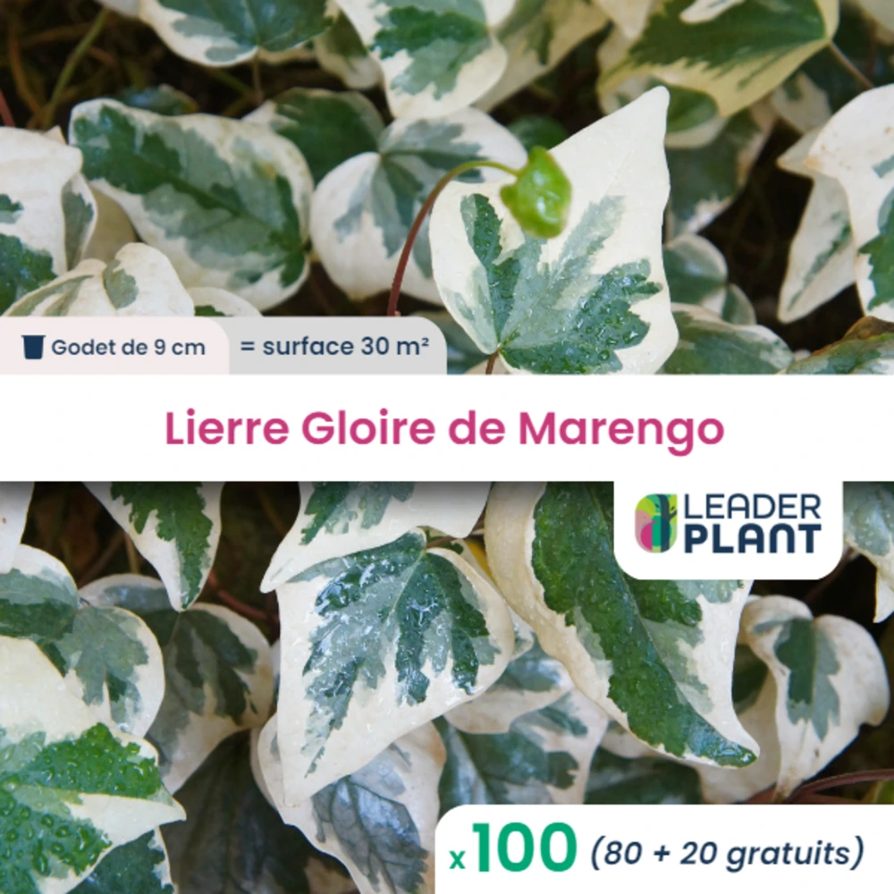 100 X Lierre Gloire De Marengo En Godet 1 100 X Lierre Gloire De Marengo En Godet