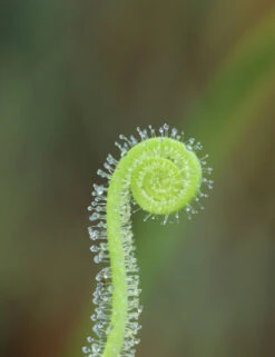 Drosera Filiformis Var. Tracyi Caractéristique - Pot 9 Cm