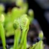 Dionaea Muscipula 'cupped Trap' Caractéristique - Pot 7 Cm