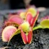 Dionaea Muscipula Bimbo Caractéristique - Pot 7 Cm