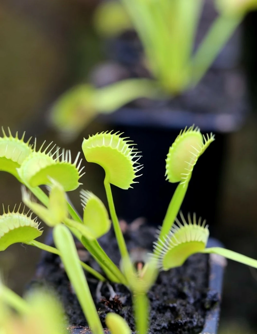 Dionaea Muscipula 'dentate' Clone 2 Caractéristique - Pot 7 Cm 1 Dionaea Muscipula 'dentate' Clone 2 Caractéristique - Pot 7 Cm