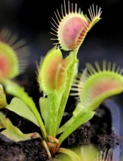 Dionaea Funnel Trap - Dionée Trichtefalle Caractéristique - Pot 7 Cm