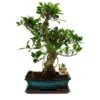 Figuier Chinois Bonsaï - Ficus Retusa - Env. 12-15 Ans