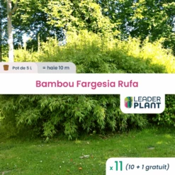 11 X Bambou Fargesia Rufa En Pot De 5 L