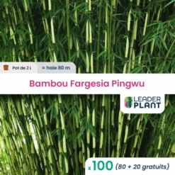 100 X Bambou Fargesia Pingwu En Pot De 2 L