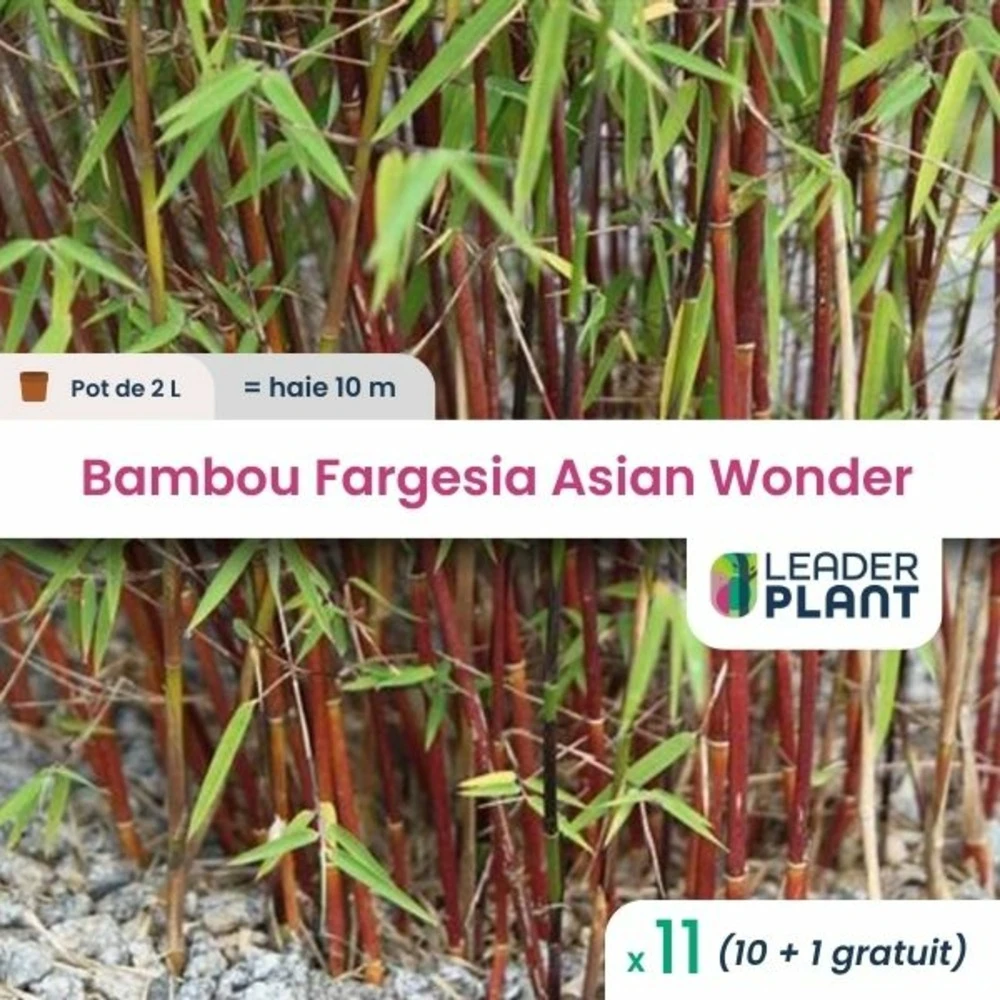 11 X Bambou Fargesia Asian Wonder En Pot De 2 L 1 11 X Bambou Fargesia Asian Wonder En Pot De 2 L