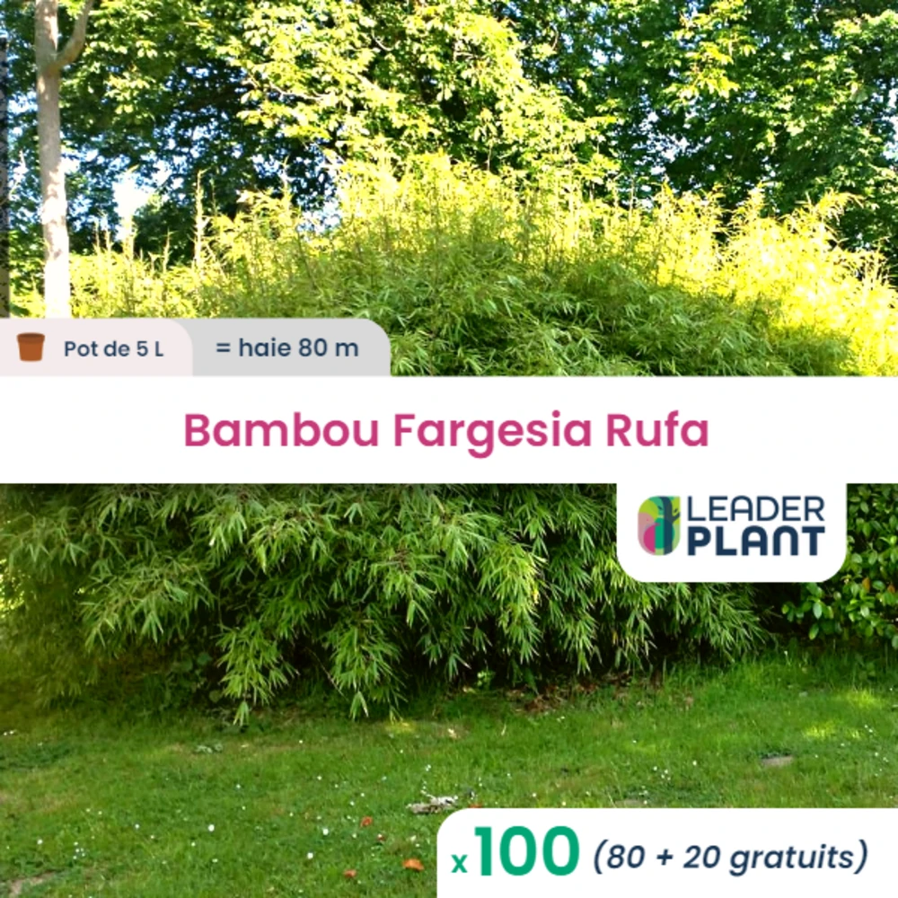 100 X Bambou Fargesia Rufa En Pot De 5 L 1 100 X Bambou Fargesia Rufa En Pot De 5 L