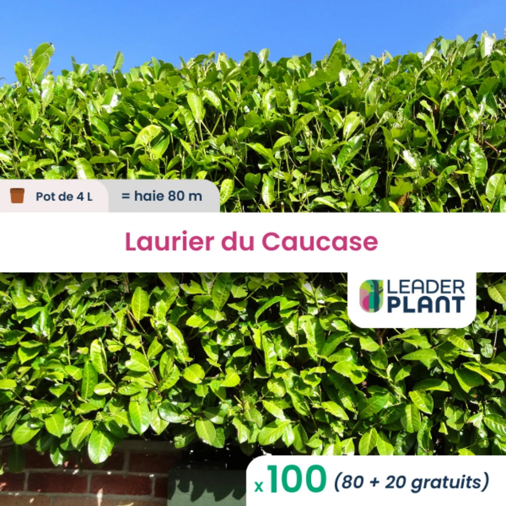 100 X Laurier Du Caucase En Pot De 4 L 1 100 X Laurier Du Caucase En Pot De 4 L