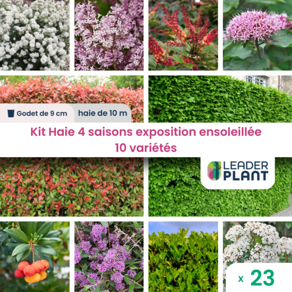 Kit Haie 4 Saisons Exposition Ensoleillée - 10 Variétés – Lot De 23 Plants En Godet 1 Kit Haie 4 Saisons Exposition Ensoleillée - 10 Variétés – Lot De 23 Plants En Godet
