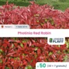 50 X Photinia Red Robin En Pot De 1 L