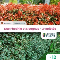 Duo De Lauriers Rouge Et Argent - 2 Variétés - Lot De 12 Plants En Pot De 10 L