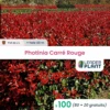 100 X Photinia Carré Rouge En Pot De 2 L