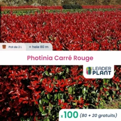 100 X Photinia Carré Rouge En Pot De 2 L