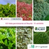 Kit Haie Persistante Et Fleurie 6 Variétés – Lot De 18 Plants En Pot De 4 L