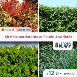 Kit Haie Persistante Et Fleurie - 4 Variétés - Lot De 12 Plants En Pot De 4 L