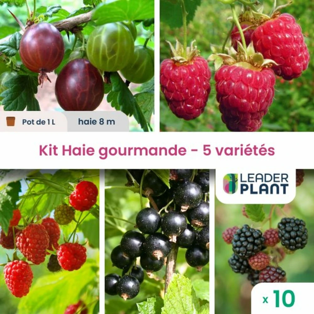 Kit Haie Gourmande 5 Variétés - Lot De 10 Plants En Pot De 1 L 1 Kit Haie Gourmande 5 Variétés - Lot De 10 Plants En Pot De 1 L