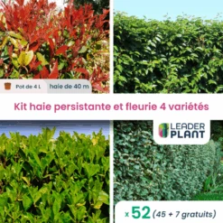 Kit Haie Persistante Et Fleurie - 4 Variétés - Lot De 52 Plants En Pot De 4 L
