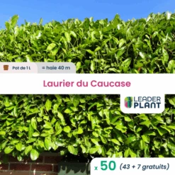 50 X Laurier Palme, Laurier Du Caucase, Laurier Cerise En Pot De 1 L