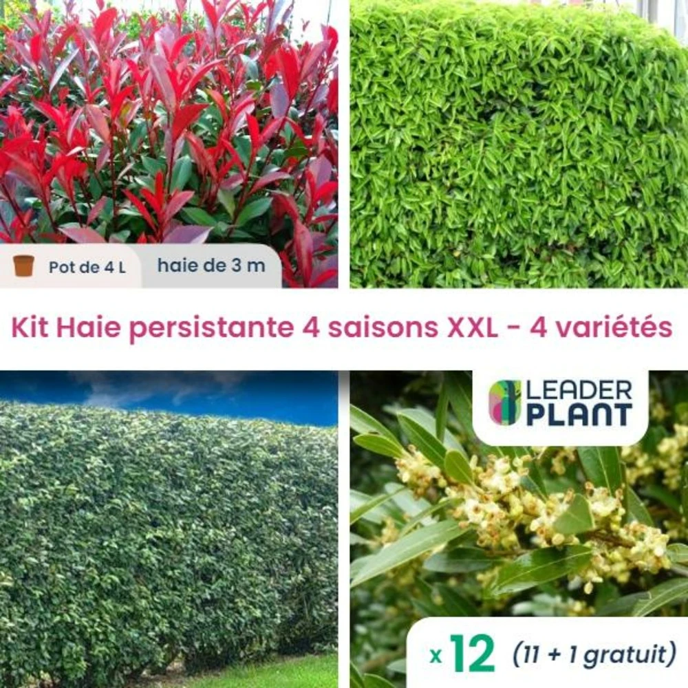 Haie Persistante 4 Saisons - Lot De 12 Plants En Pot De 4 L 1 Haie Persistante 4 Saisons - Lot De 12 Plants En Pot De 4 L
