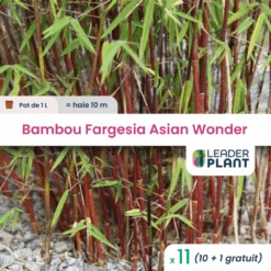 11 X Bambou Fargesia Asian Wonder En Pot De 1 L