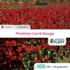 100 X Photinia Carré Rouge En Pot De 4 L
