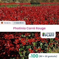 100 X Photinia Carré Rouge En Pot De 4 L