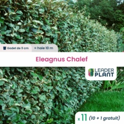 11 X Eleagnus Ebbingei, Chalef En Godet