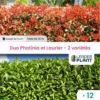 Duo Photinias Rouge Et Lauriers Verts – 2 Variétés – Lot De 12 Plants En Godet