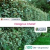 100 X Eleagnus Ebbingei En Pot De 4 L