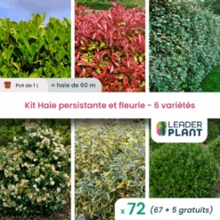 Kit Haie Persistante Et Fleurie 6 Variétés – Lot De 72 Plants En Pot De 1 L