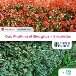 Duo De Lauriers Rouge Et Argent - 2 Variétés - Lot De 12 Plants En Pot De 4 L