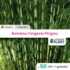 50 X Bambou Fargesia Pingwu En Pot De 2 L