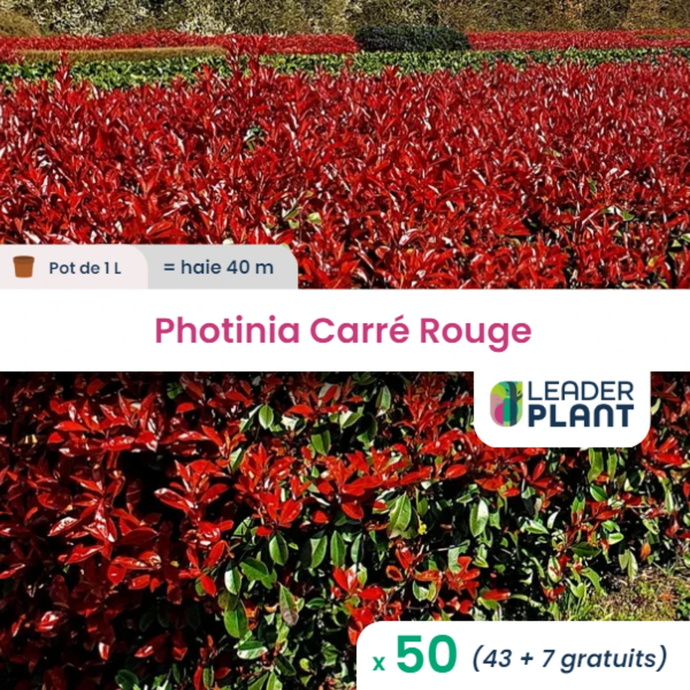 50 X Photinia Carré Rouge En Pot De 1 L 1 50 X Photinia Carré Rouge En Pot De 1 L